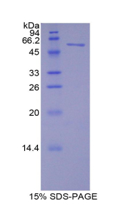 Recombinant Microtubule Associated Protein 2 (MAP2)