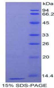 Recombinant Cluster of Differentiation 59 (CD59)