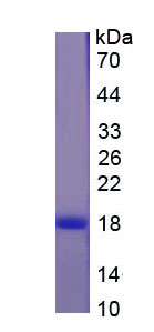 Recombinant Cluster of Differentiation 59 (CD59)