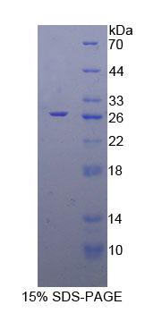 Recombinant Elastin (ELN)