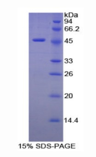 Recombinant Elastin (ELN)