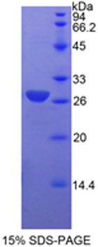 RPB342Mi01.jpg