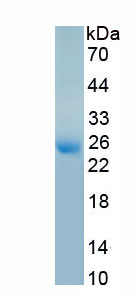 Recombinant Bcl2 Associated X Protein (Bax)