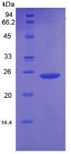 Recombinant Bcl2 Associated X Protein (Bax)