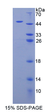 RPB347Hu01.jpg