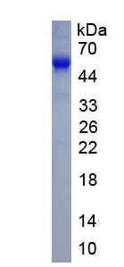Recombinant Adenylyl Cyclase Associated Protein 1 (CAP1)