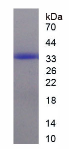 Recombinant 5-Lipoxygenase (5-LO)