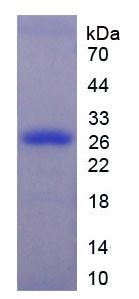 Recombinant Extracellular Signal Regulated Kinase 1 (ERK1)