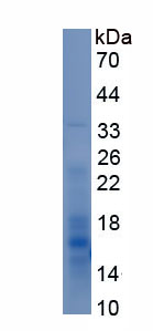 Recombinant Vascular Endothelial Growth Factor Receptor 2 (VEGFR2)