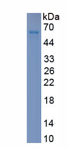 Recombinant Vascular Endothelial Growth Factor Receptor 2 (VEGFR2)