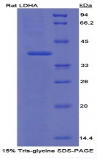 Recombinant Lactate Dehydrogenase A (LDHA)