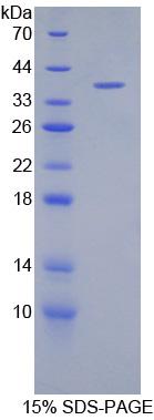 Recombinant Defensin Beta 1 (DEFb1)