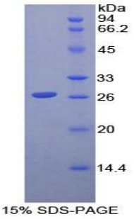 RPB382Mu01.jpg