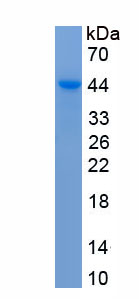 Recombinant Activating Transcription Factor 4 (ATF4)
