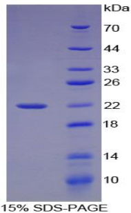 Recombinant Activating Transcription Factor 4 (ATF4)