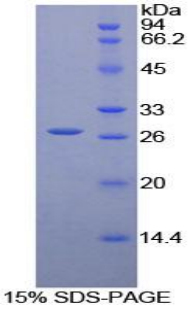 Recombinant Leukocyte Immunoglobulin Like Receptor Subfamily A, Member 3 (LILRA3)