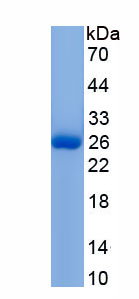 Recombinant Leukocyte Immunoglobulin Like Receptor Subfamily A, Member 3 (LILRA3)