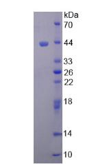 Recombinant Gamma Actin (ACTG)