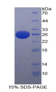 Recombinant Platelet Activating Factor Acetylhydrolase Ib3 (PAFAH1B3)
