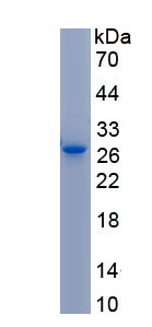 Recombinant Leukocyte Immunoglobulin Like Receptor Subfamily B, Member 4 (LILRB4)