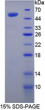 Recombinant Lipopolysaccharide Binding Protein (LBP)