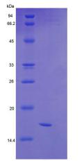 Recombinant Semaphorin 4D (SEMA4D)