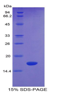 Recombinant Semaphorin 4D (SEMA4D)