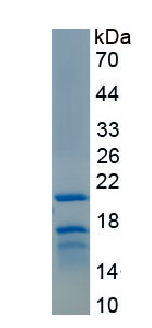 Recombinant Proteinase 3 (PR3)