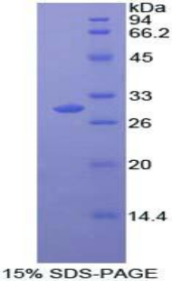 Recombinant Mitogen Activated Protein Kinase 11 (MAPK11)
