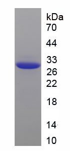 Recombinant Pancreatic Lipase (PL)