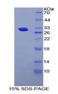 Recombinant Aminopeptidase B (RNPEP)