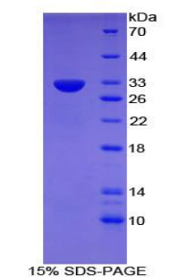 Recombinant Cluster Of Differentiation 109 (CD109)