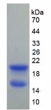 Recombinant Connexin 40 (CX40)