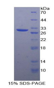 Recombinant Connexin 37 (CX37)