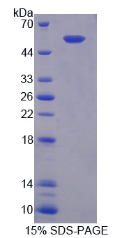 Recombinant Connexin 37 (CX37)