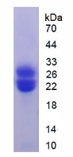 Recombinant Colony Stimulating Factor Receptor, Granulocyte (GCSFR)