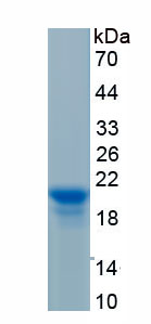 Recombinant Heparin Binding Epidermal Growth Factor Like Growth Factor (HBEGF)