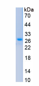 Recombinant N-cadherin (NCAD)