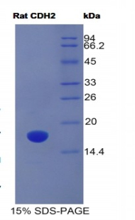 Recombinant N-cadherin (NCAD)