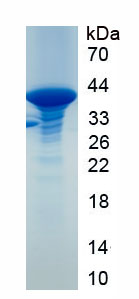 Recombinant Mucin 6 (MUC6)