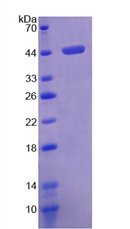 Recombinant Fibromodulin (FMOD)