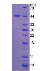 Recombinant Fibromodulin (FMOD)