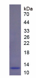 Recombinant Heat Shock 10kDa Protein 1 (HSP10)