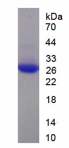 Recombinant Dystrophin (DMD)