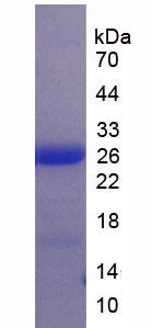 Recombinant Leukocyte Immunoglobulin Like Receptor Subfamily B, Member 3 (LILRB3)