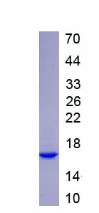 Recombinant Granulysin (GNLY)