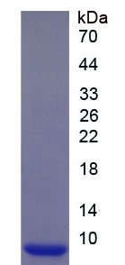 Recombinant Pulmonary Activation Regulated Chemokine (PARC)