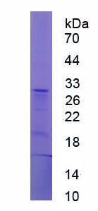 Recombinant Neuronal Apoptosis Inhibitory Protein (NAIP)