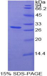 Recombinant Macrophage Stimulating 1 Receptor (MST1R)