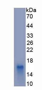 Recombinant Tumor Necrosis Factor Receptor Superfamily, Member 9 (TNFRSF9)